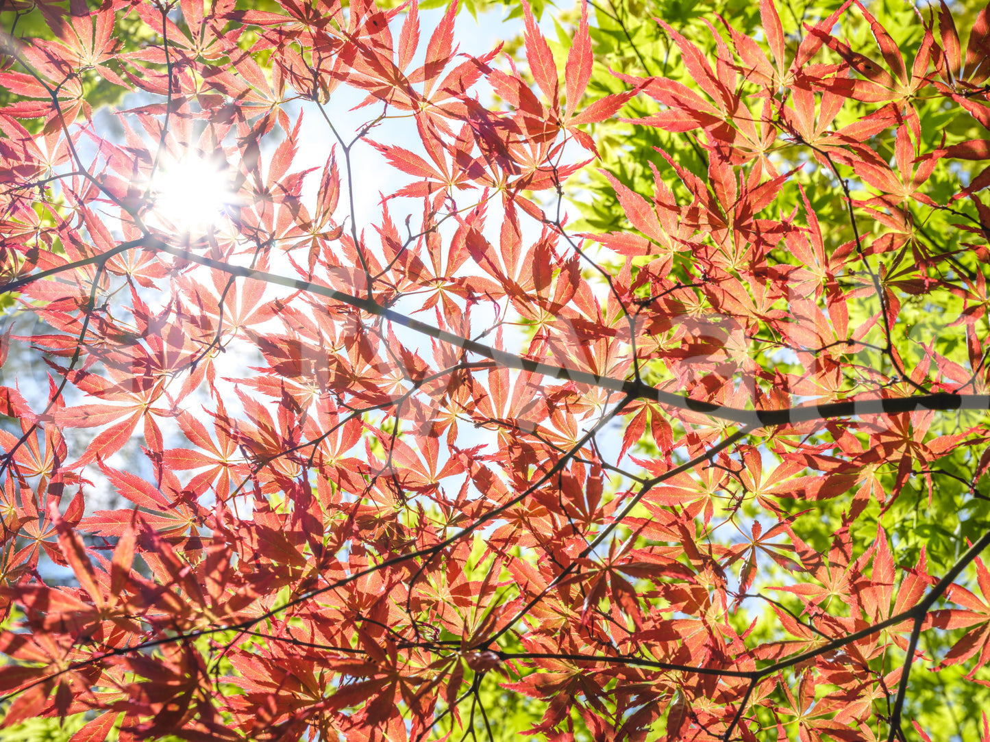 The wallpaper features a subtle, calming pattern.

