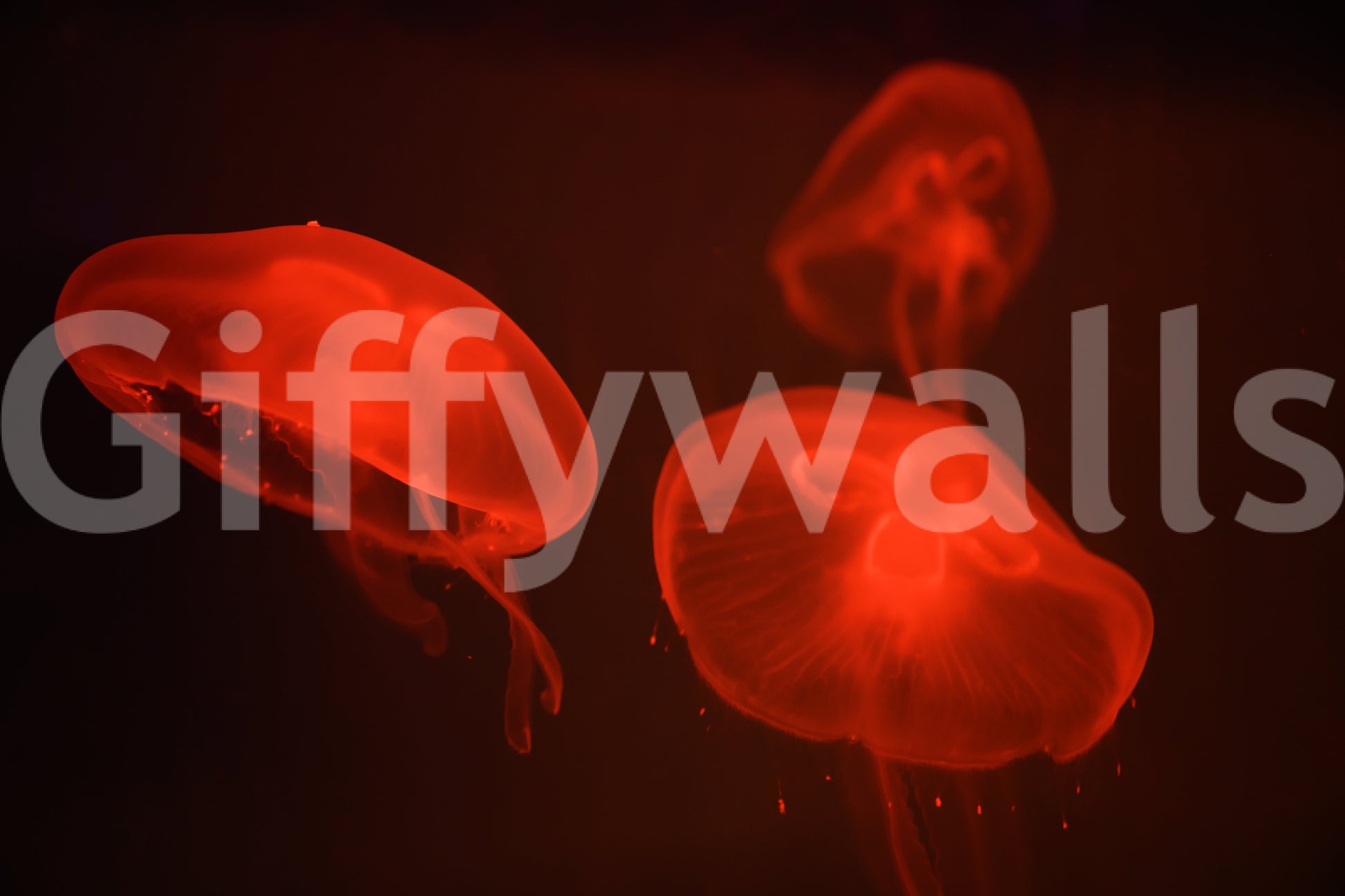 A high-quality tropical ocean wall mural for walls.

