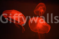 A high-quality tropical ocean wall mural for walls.

