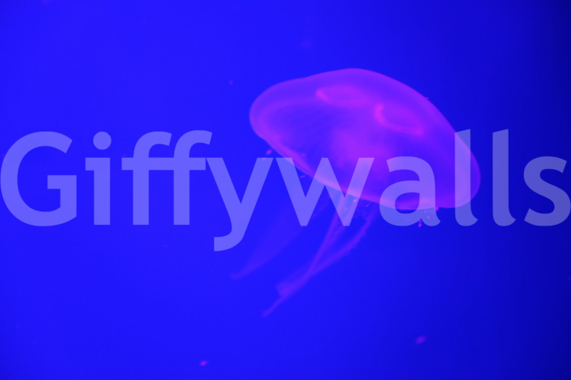 A high-quality vibrant reef wall mural for walls.

