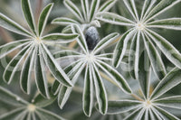 A detail of the warm tones in the flowers and greenery.