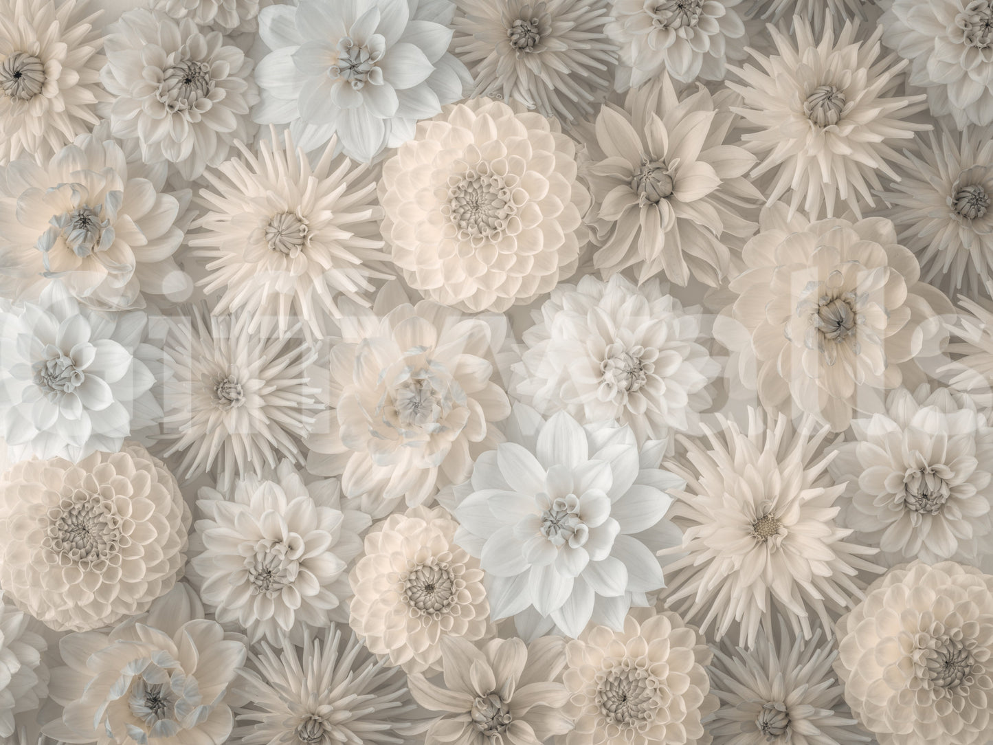 Lush Dahlia Tapestry Wall Mural