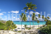 A high-quality minimalist tree wall mural for walls.

