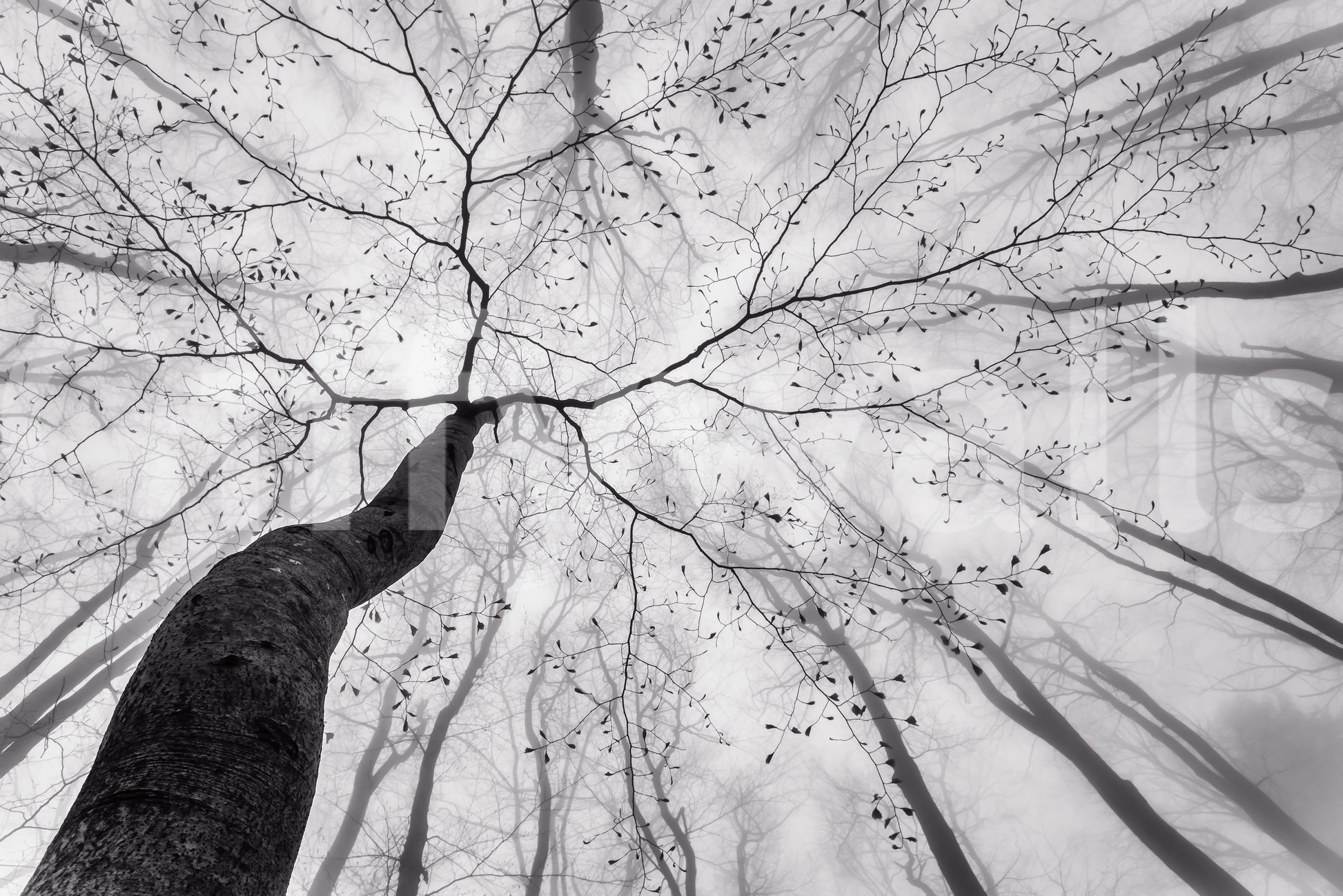 An artistic nature inspired mural for home decor.

