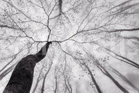 An artistic nature inspired mural for home decor.

