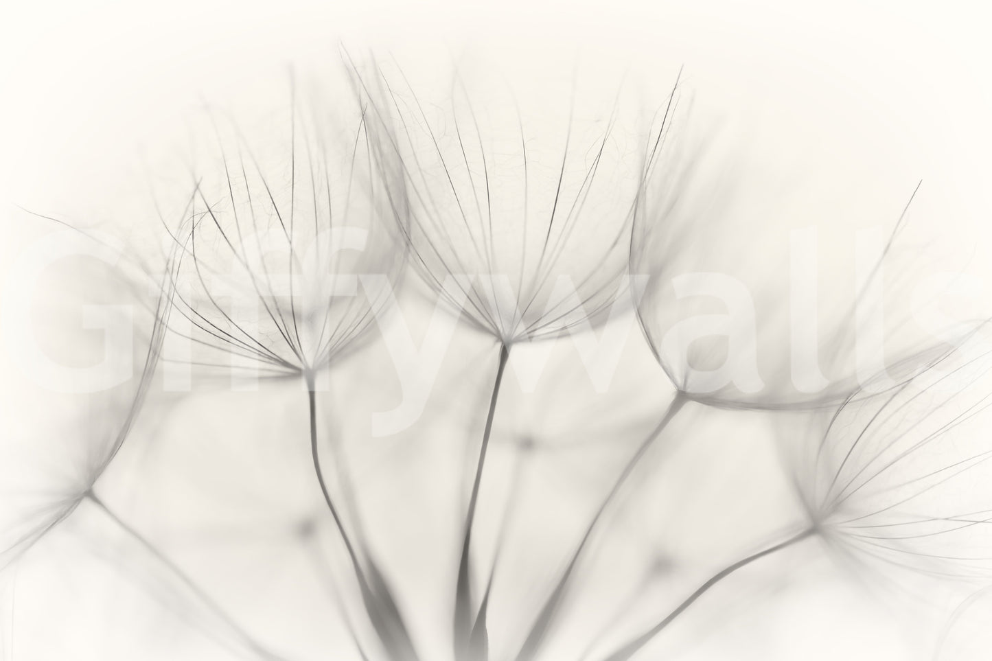 A beautiful modern art wall mural of seed heads.

