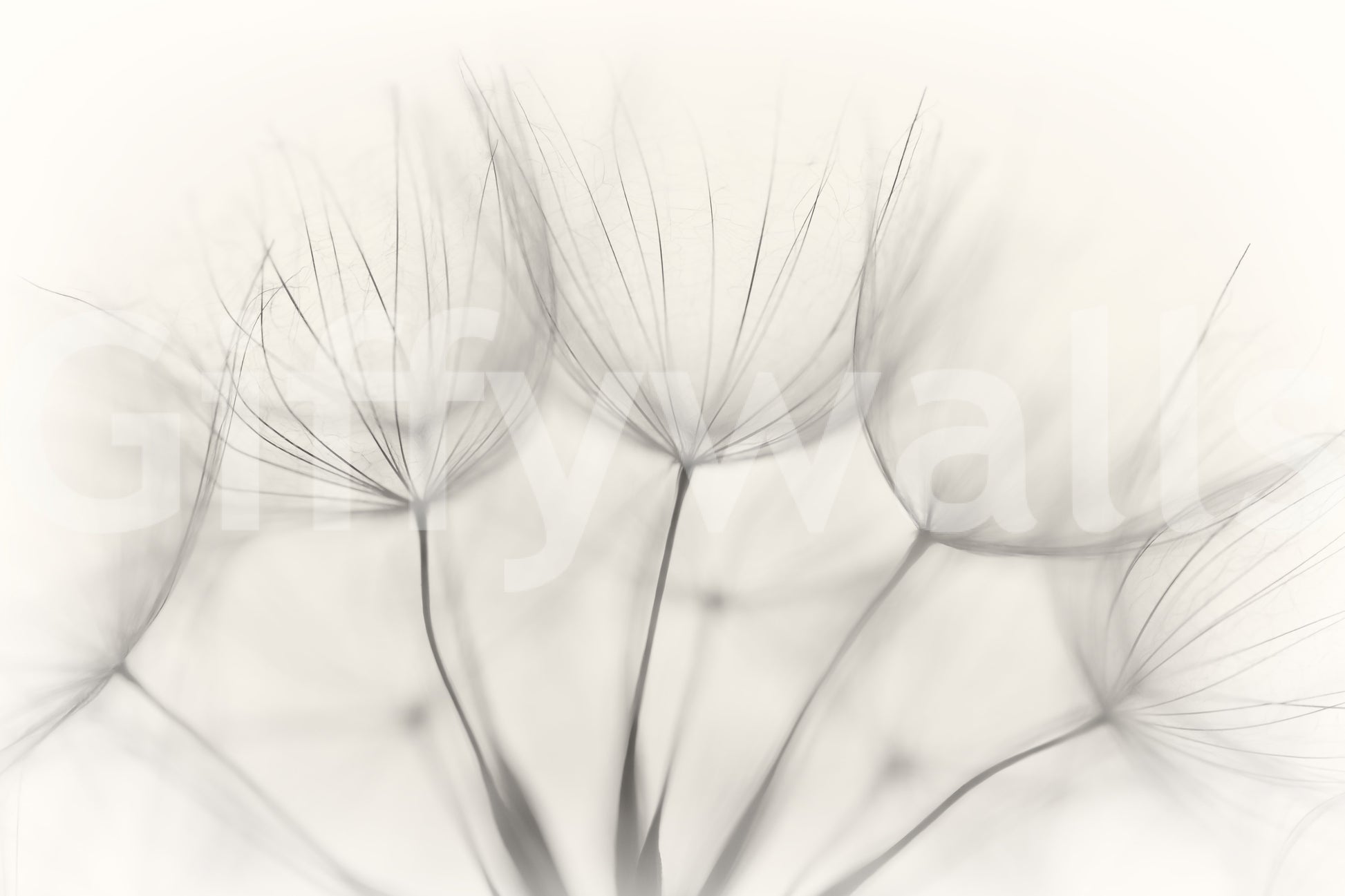 A beautiful modern art wall mural of seed heads.

