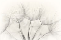 A beautiful modern art wall mural of seed heads.

