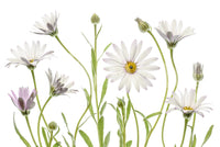 An artistic nature inspired mural for home decor.

