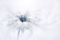 A high-quality serene botanical wall mural for walls.

