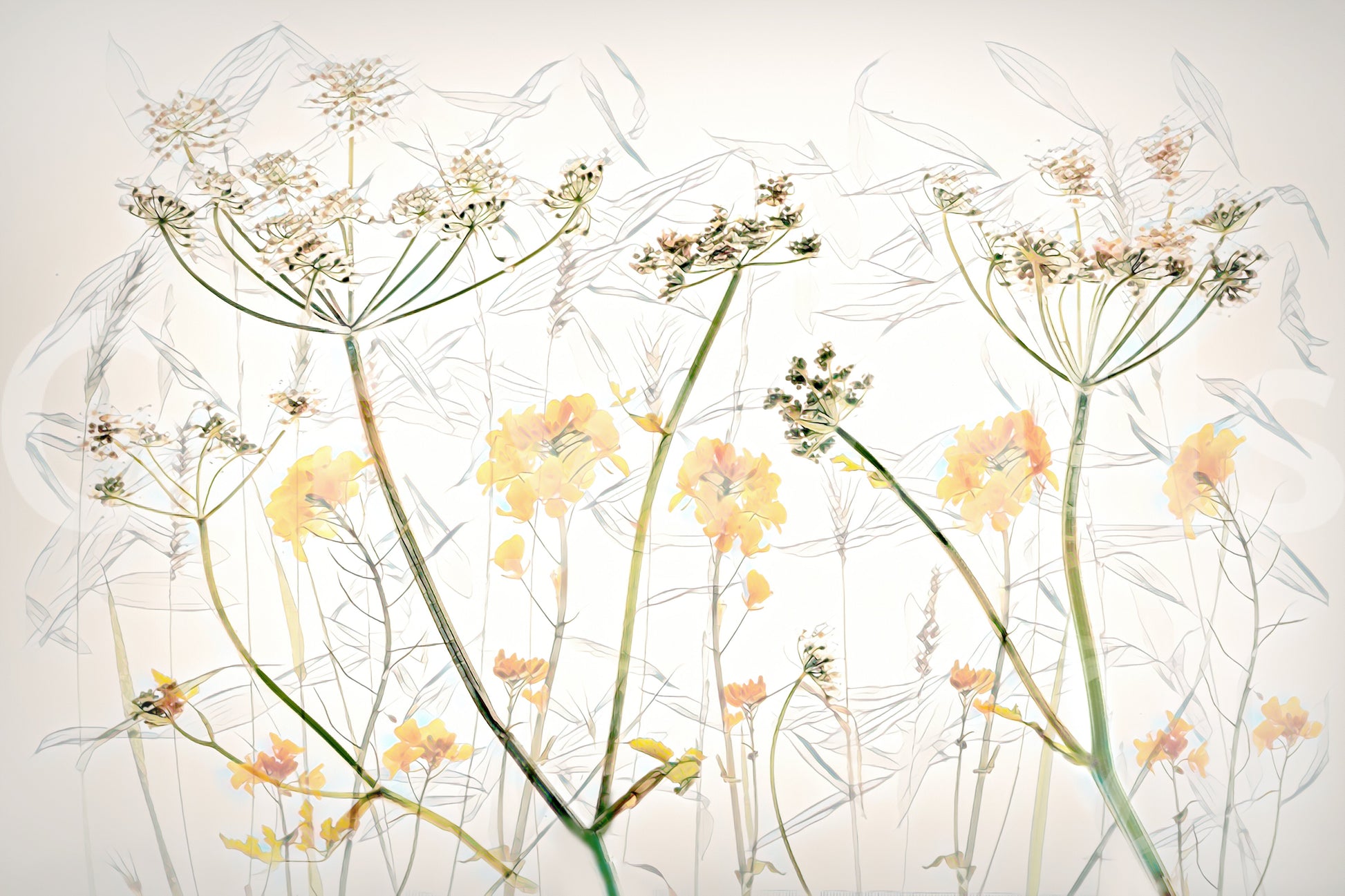 A high-quality serene flower wall mural for walls.

