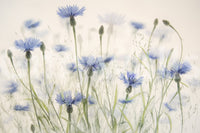 A high-quality serene flower wall mural for walls.

