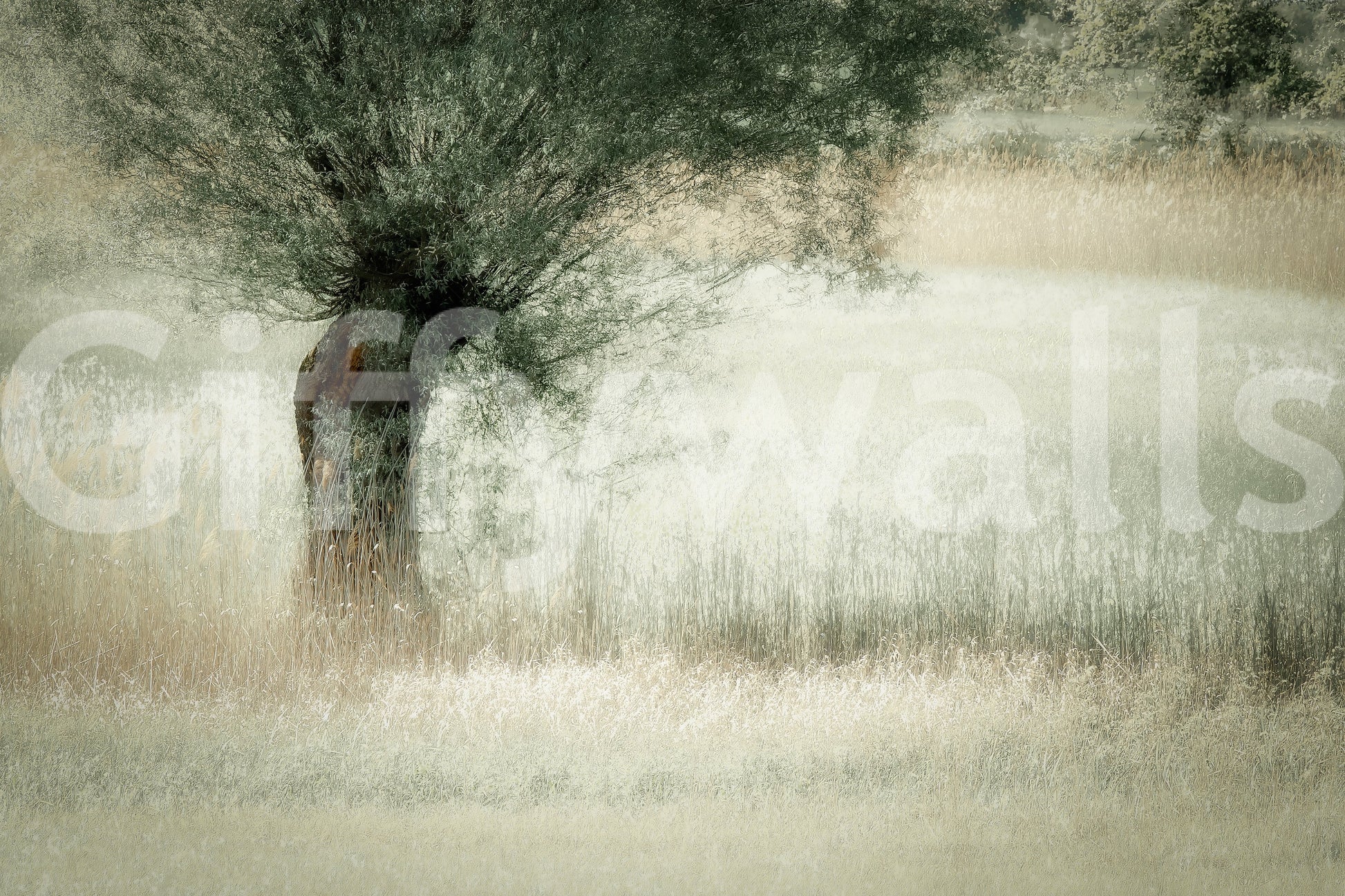 A high-quality minimalist wall mural for walls.