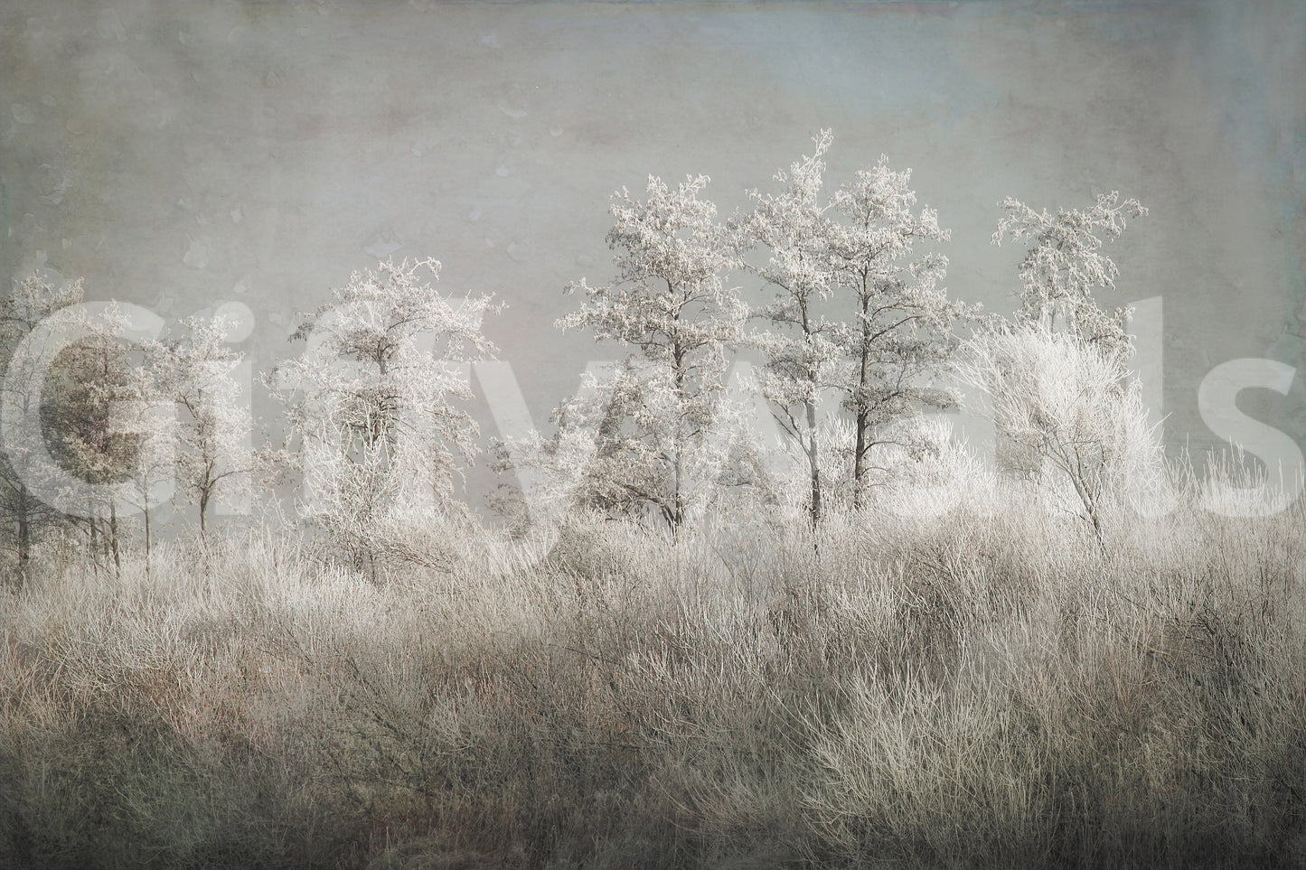 Frosted Stillness Wall Mural -1646833