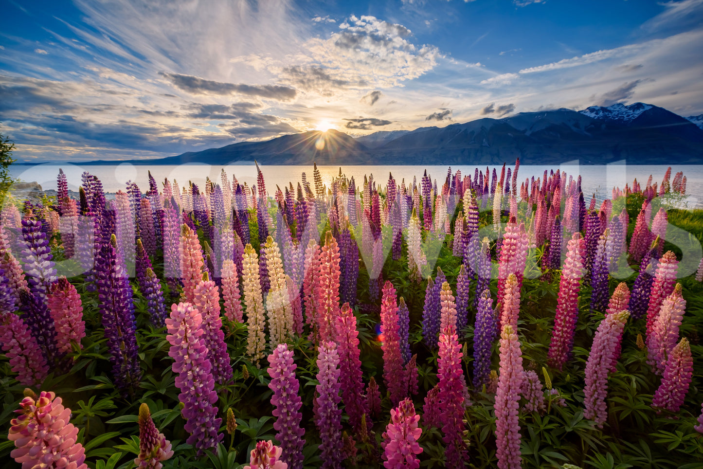 Floral Lake Dawn Wall Mural -2306485