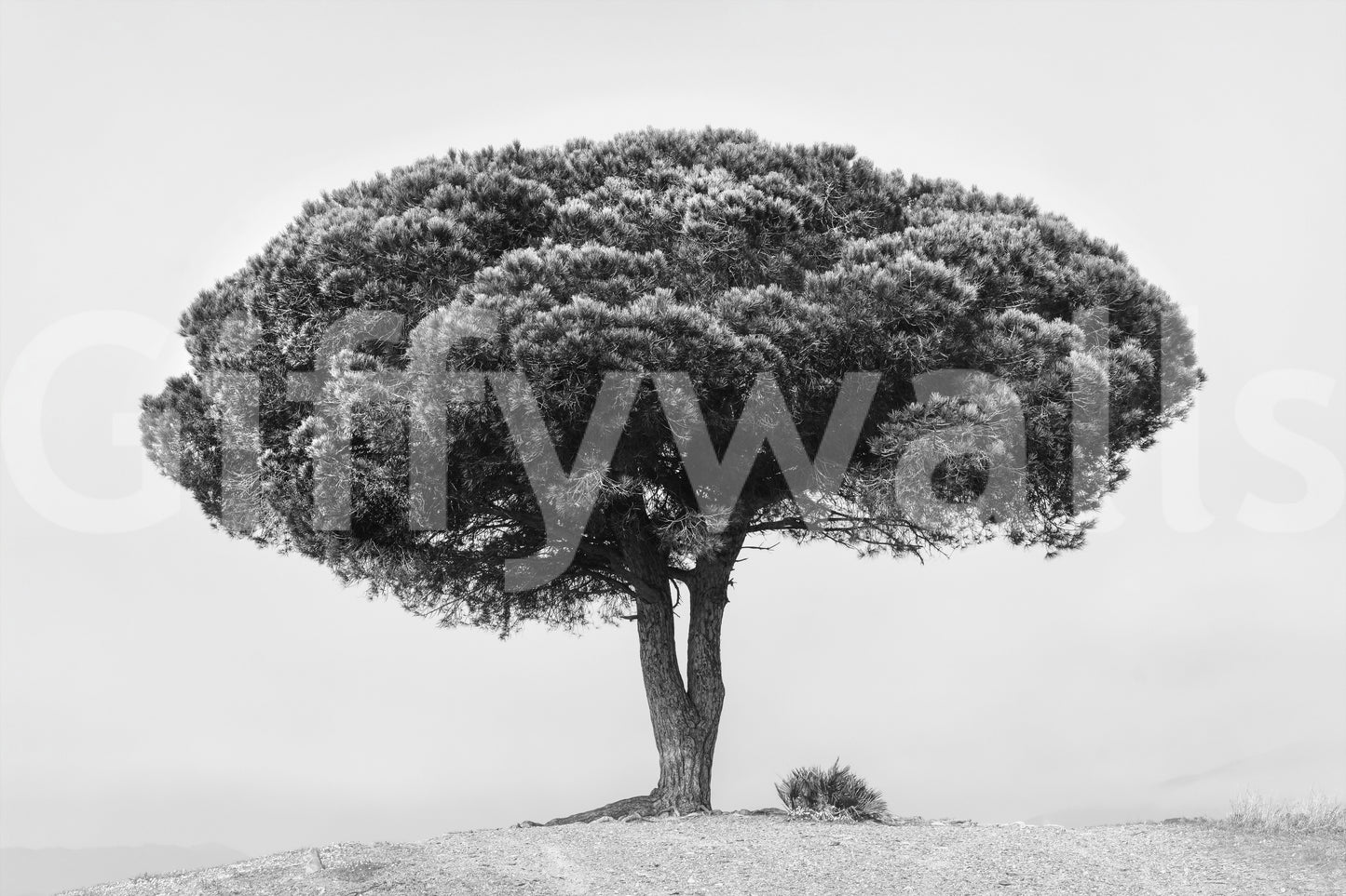 Solitary Majesty Wall Mural -2362084