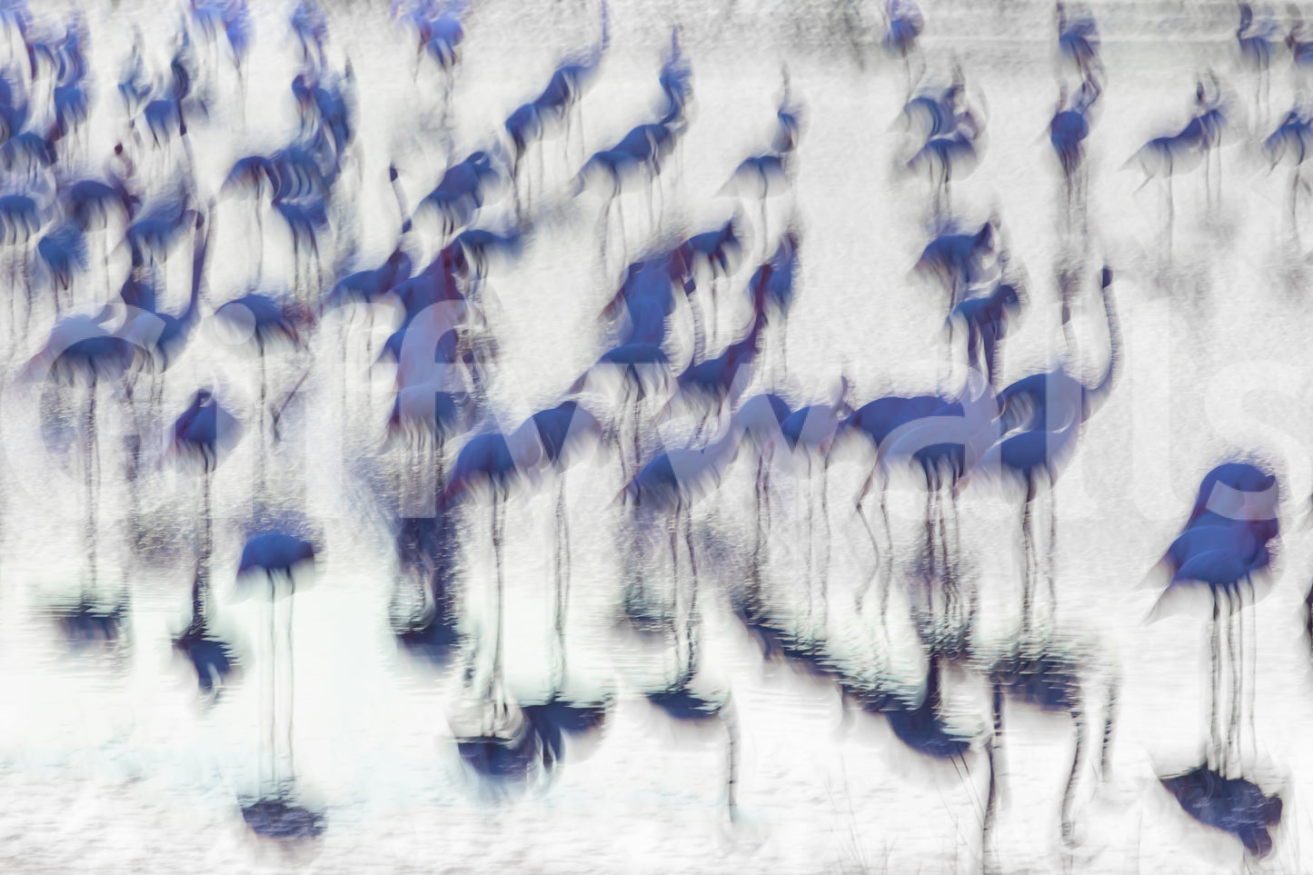 Flamingo Mirage Wall Mural -2171145