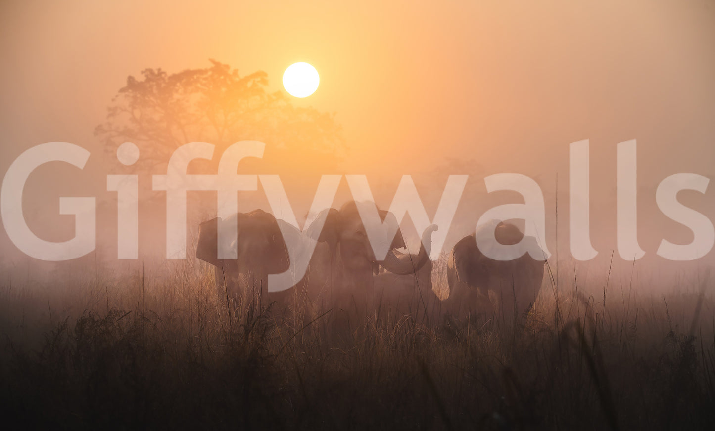 Golden Dawn Elephants Wall Mural -2425886