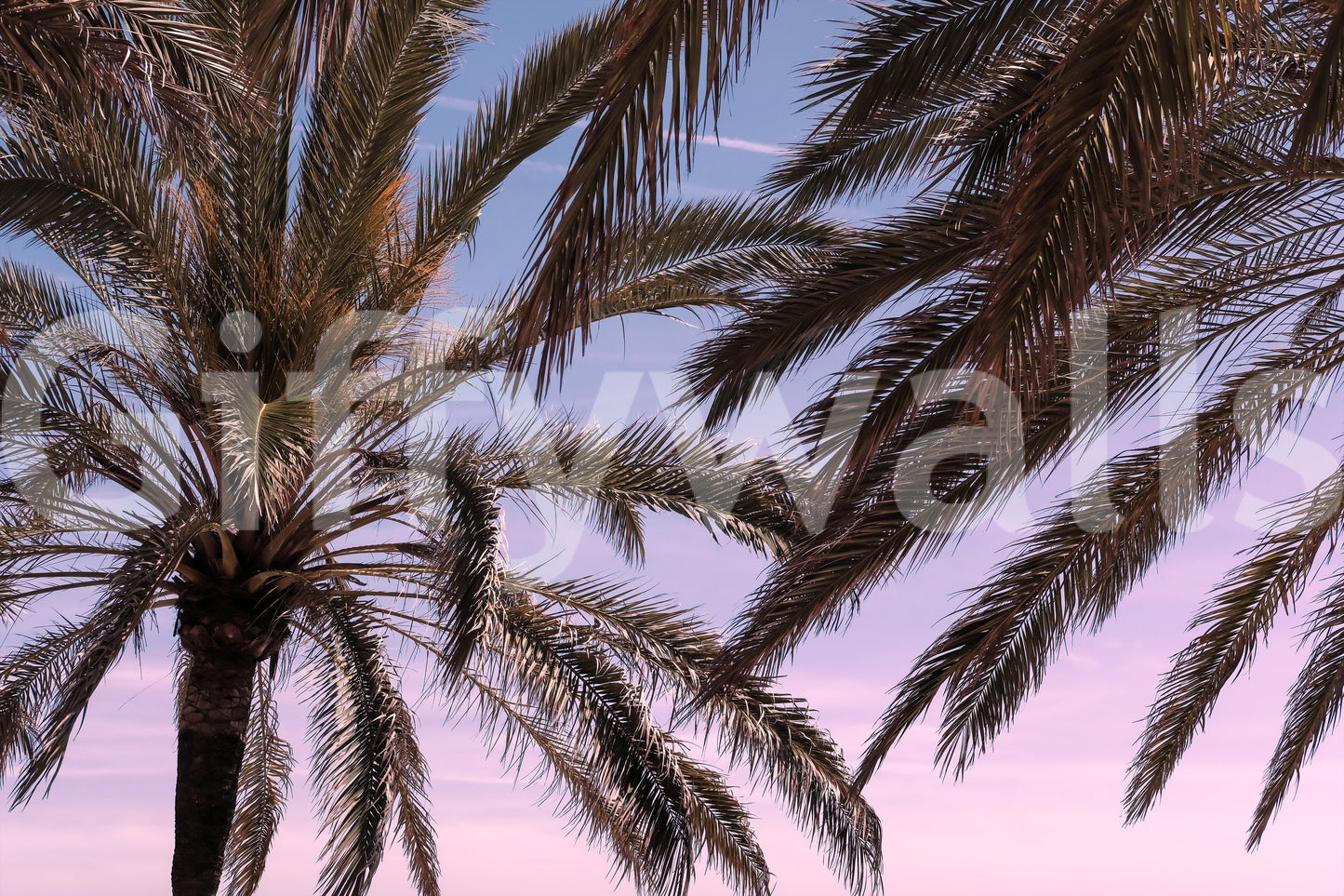 Palm Sky Serenity Wall Mural -2262139