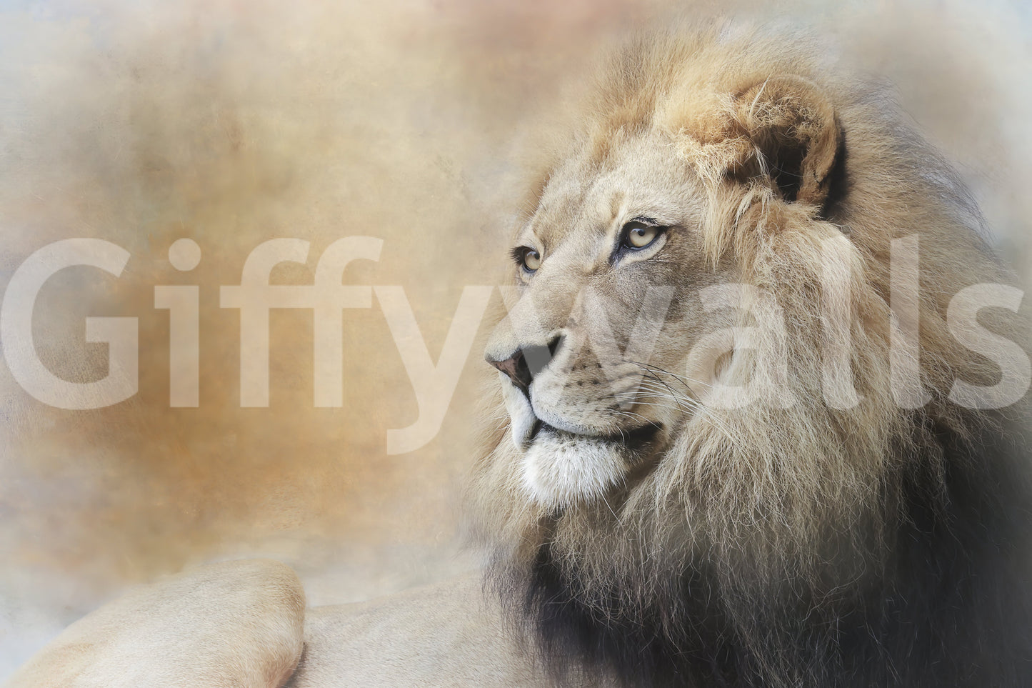 Majestic Lion Gaze Wall Mural -2244312