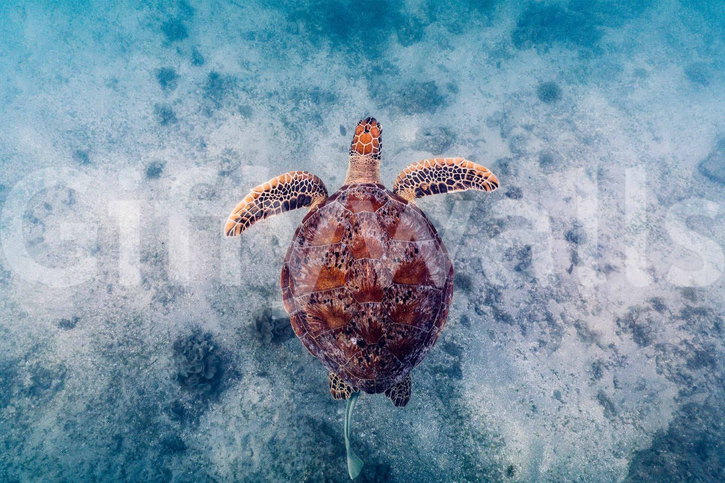 Sea Turtle Serenity Wall Mural -2523878