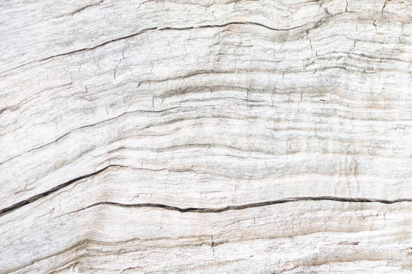 Driftwood Texture Wall Mural -2306171