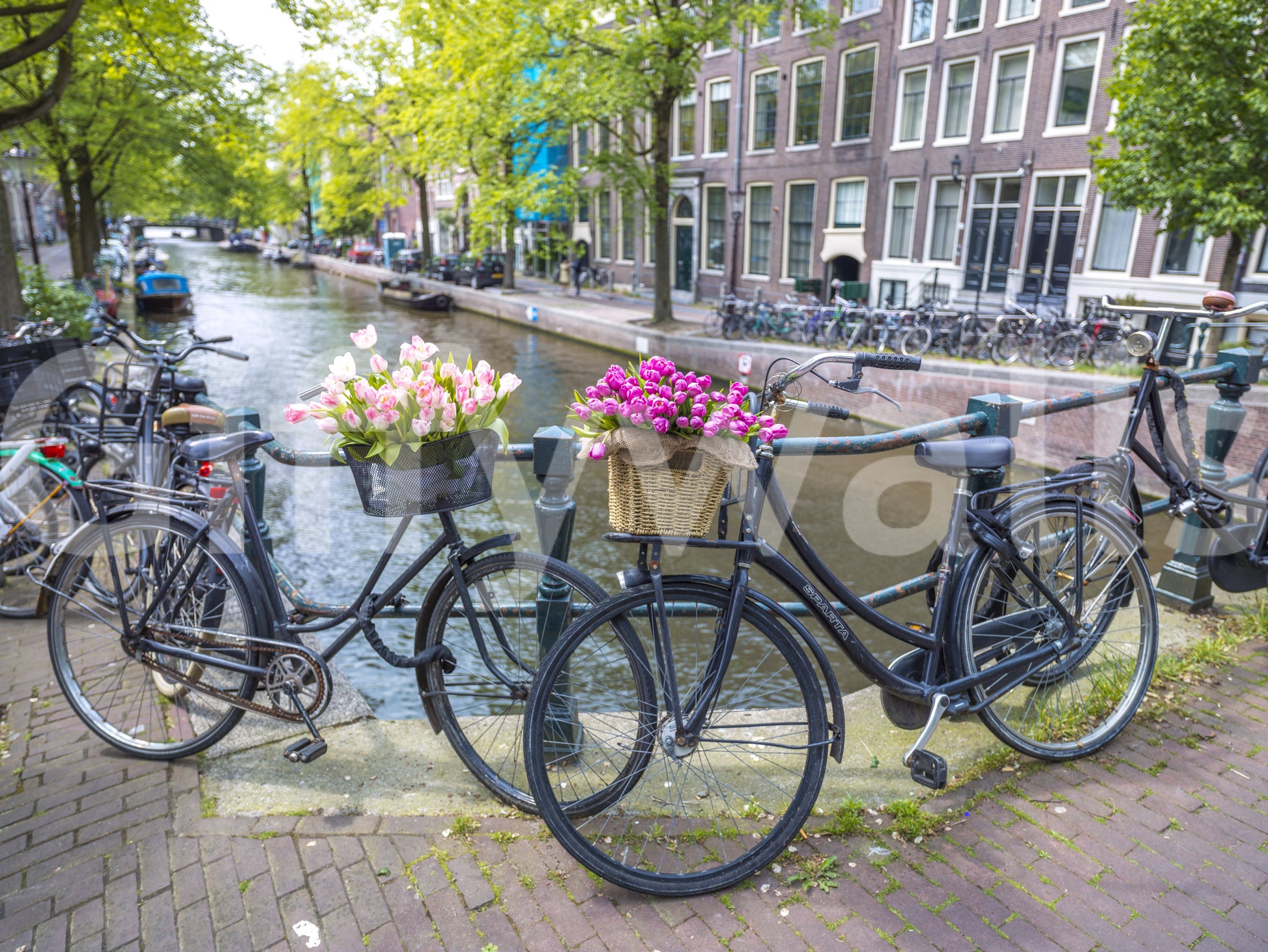 Vibrant Amsterdam Blooms on Wheels wallpaper picturesque Holland setting.
