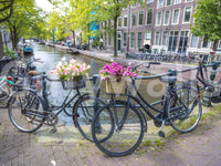 Vibrant Amsterdam Blooms on Wheels wallpaper picturesque Holland setting.