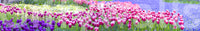 Bright garden landscape, cheerful Tulip Wonderland surface wrap.