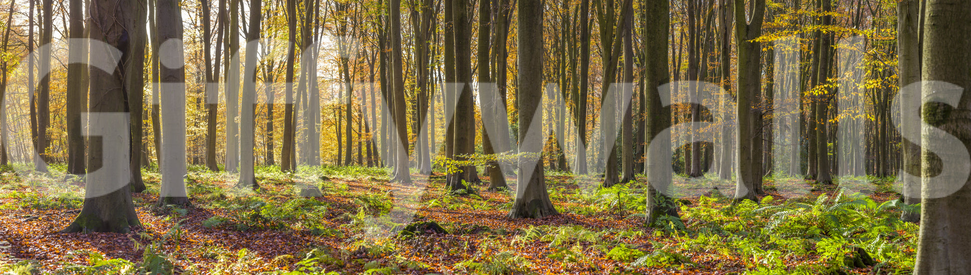 Gorgeous Gilded Woods photo of trees, leaves, and woodland light.