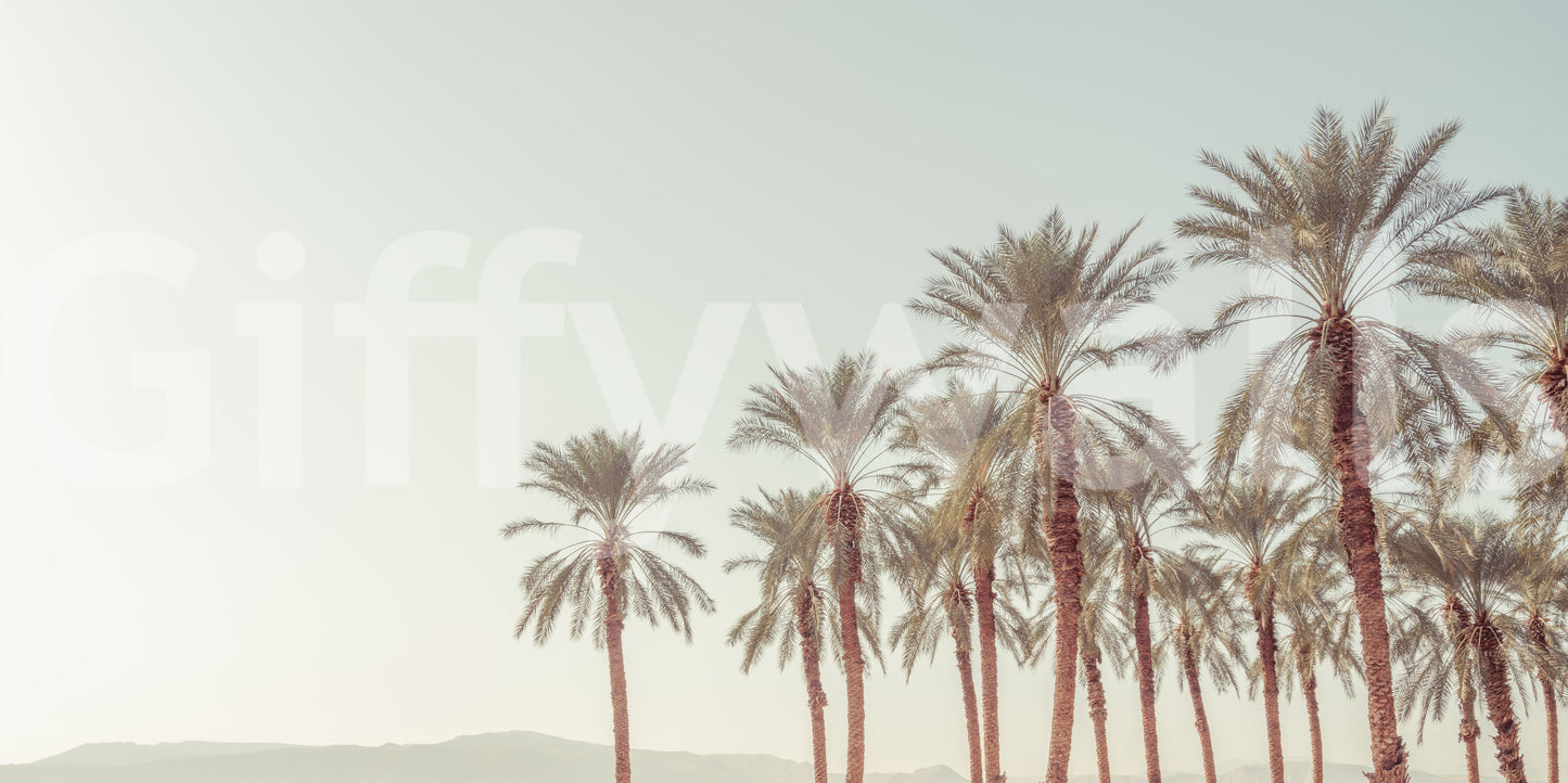 Artistic palm landscape wallpaper with muted hues and softly fading horizon.