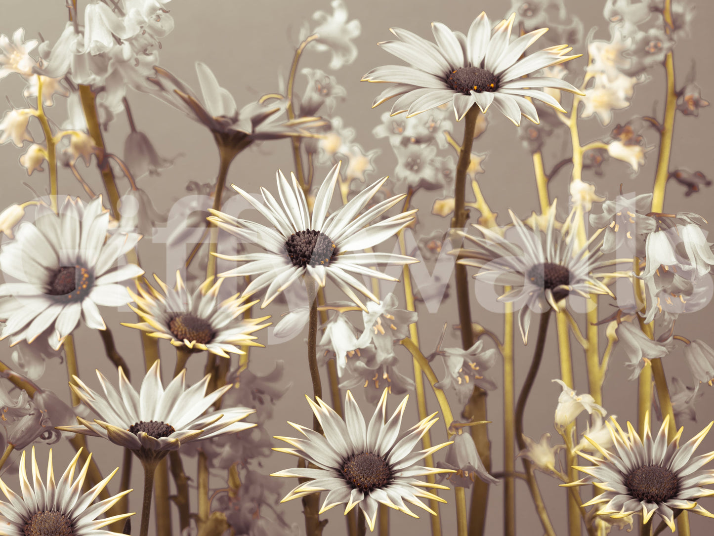 Chic daisy wallpaper with warm-toned blooms arranged in a natural, flowing layout.