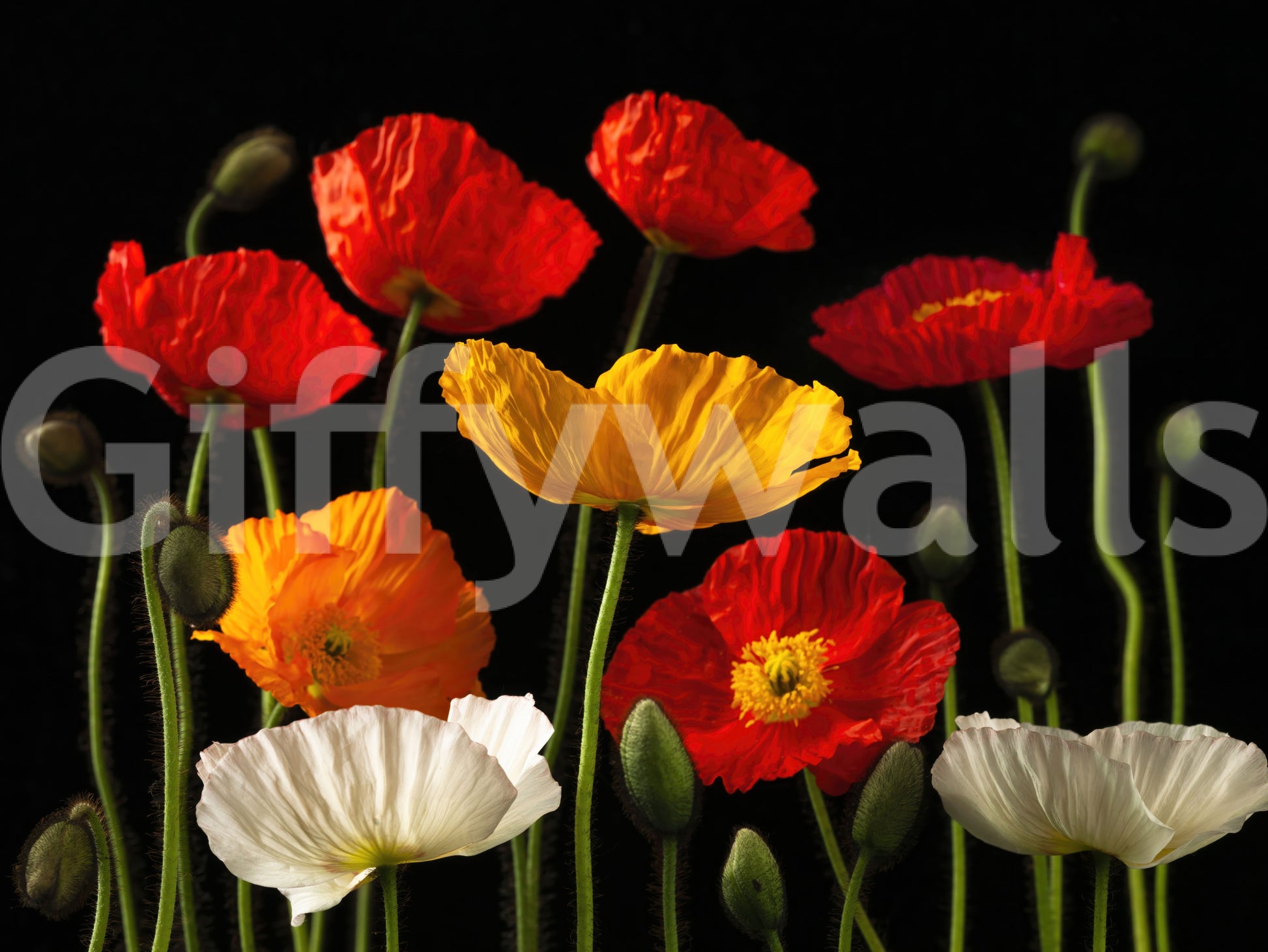 Expressive botanical wallpaper featuring golden and crimson poppies in a lively arrangement.