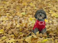 Autumn Pup sitting patiently wallpaper seasonal outdoor scene.