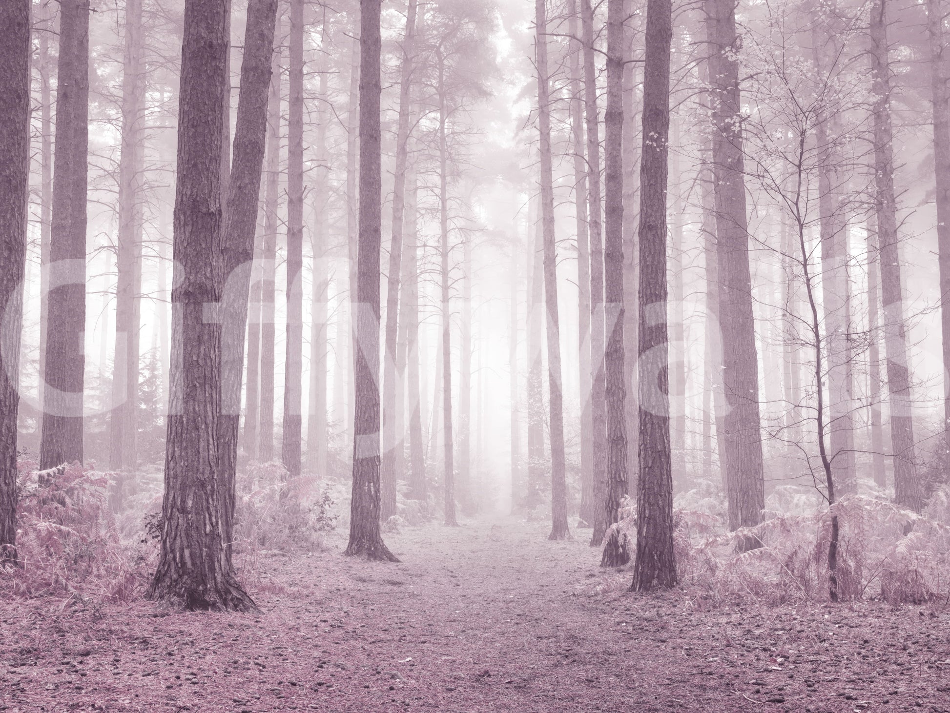 Dusty Rose woodland photography wallpaper calming vertical lines.