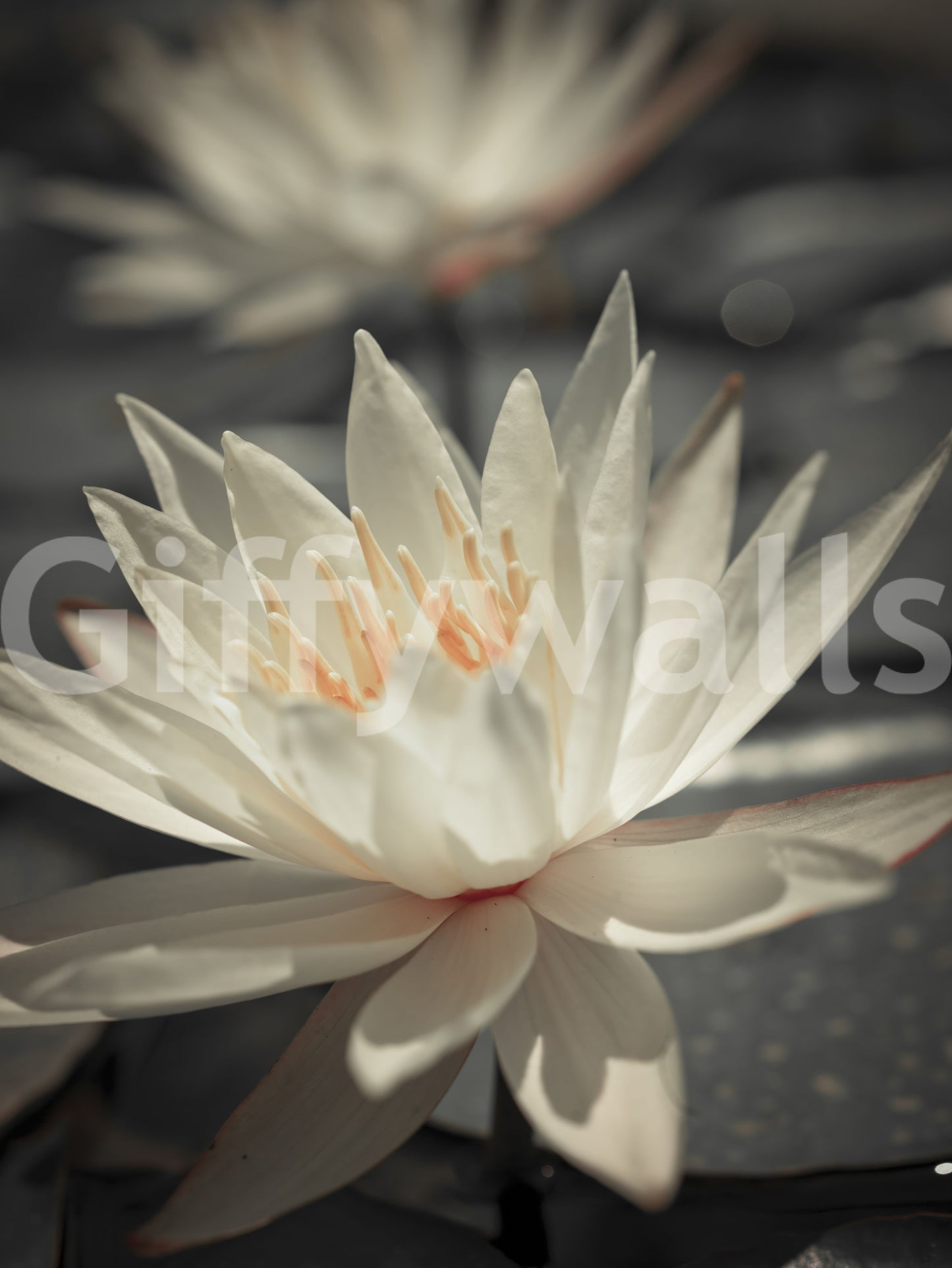 Flawless Water Lily vibrant floral display mural.