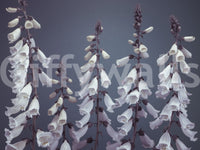 High resolution botanical study wallpaper, fantasy flower towers.