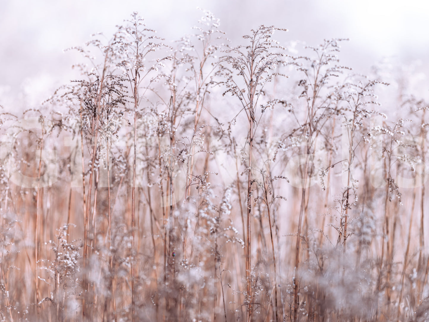 Whispering Winter Reeds decor wallpaper, gentle outdoor lighting.
