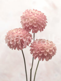 Three stunning natural blooms, Elegant Contrasts mural wallpaper artwork.