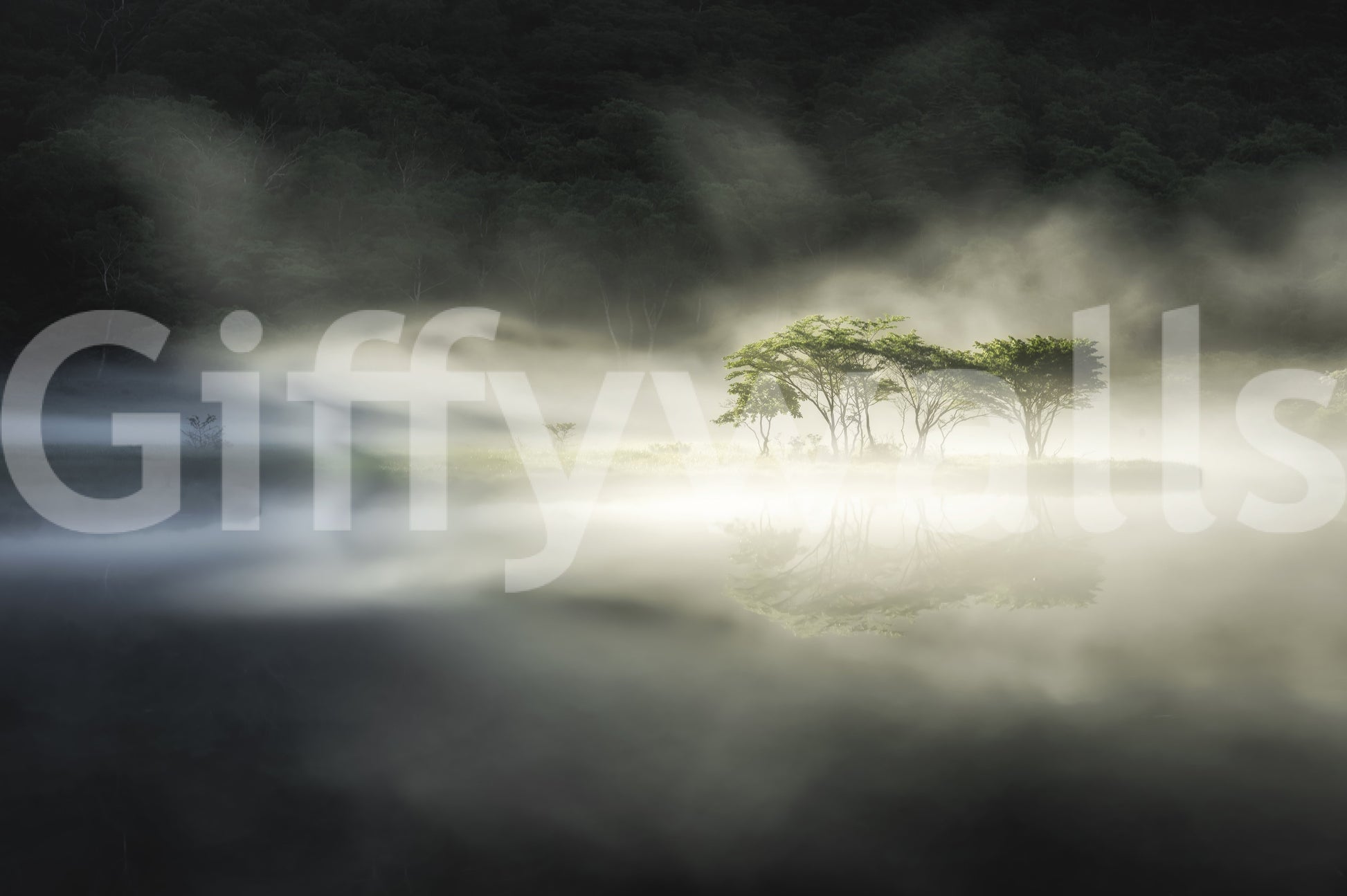 Misty Lake Woodland decor, beautiful contrast of light and darkness, unique art.