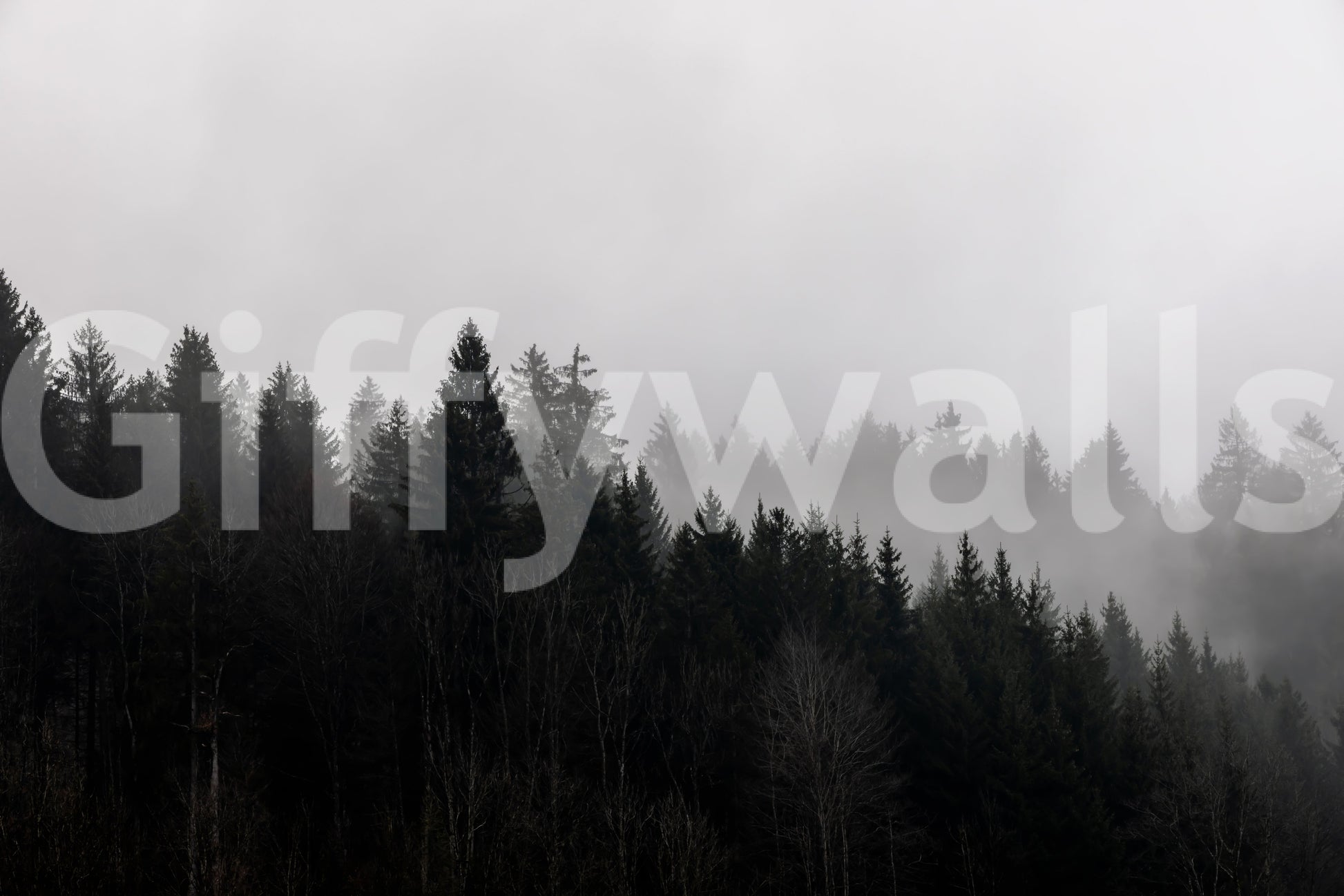 Haunting Canyon Woodland Haze, obscured forest, monochromatic art.