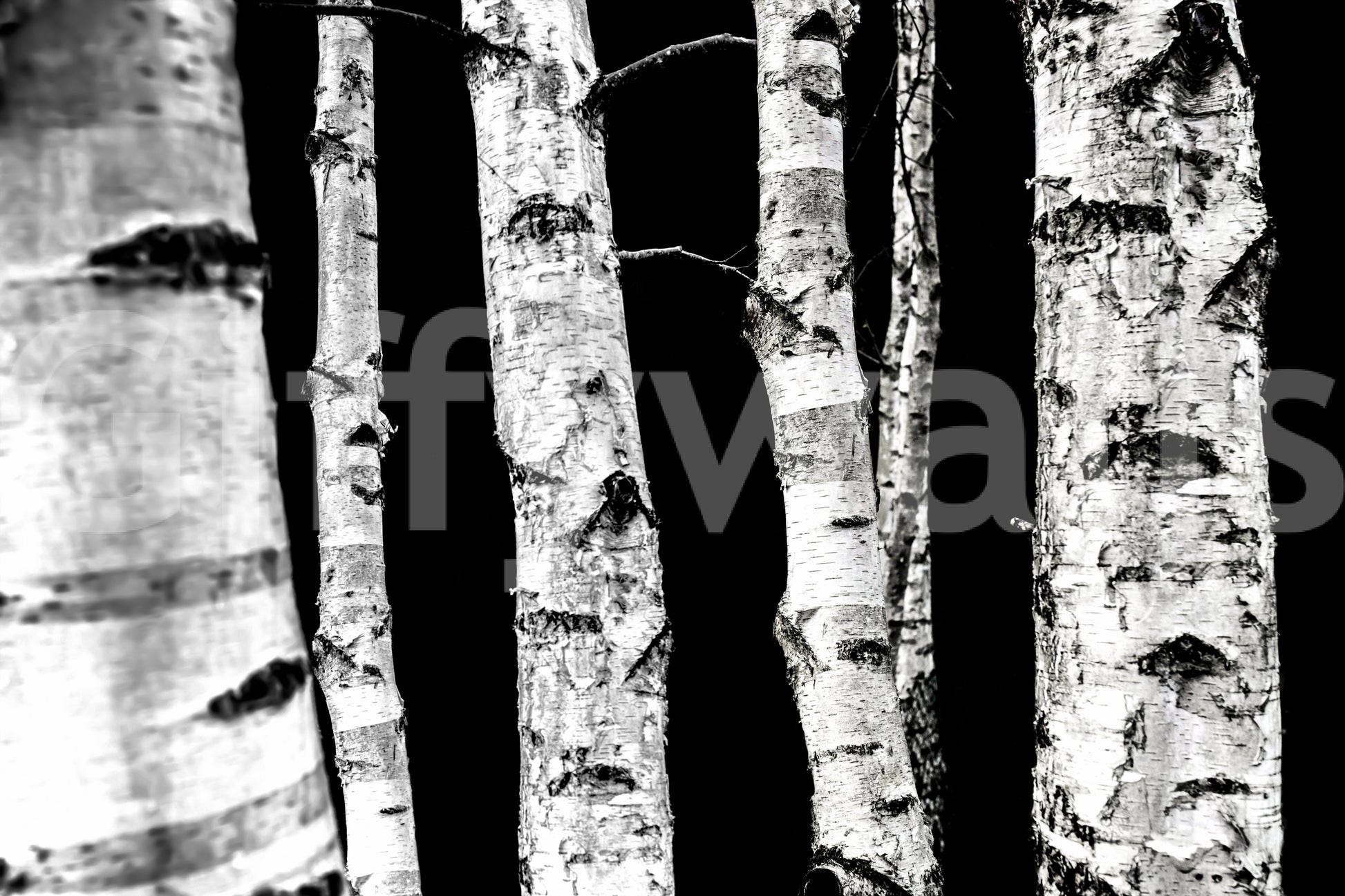 Striking vertical lines wallpaper Monochrome Woods birch design.
