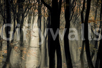 Beams of light, tranquil forest mural, awesome Mystic Woods collection.
