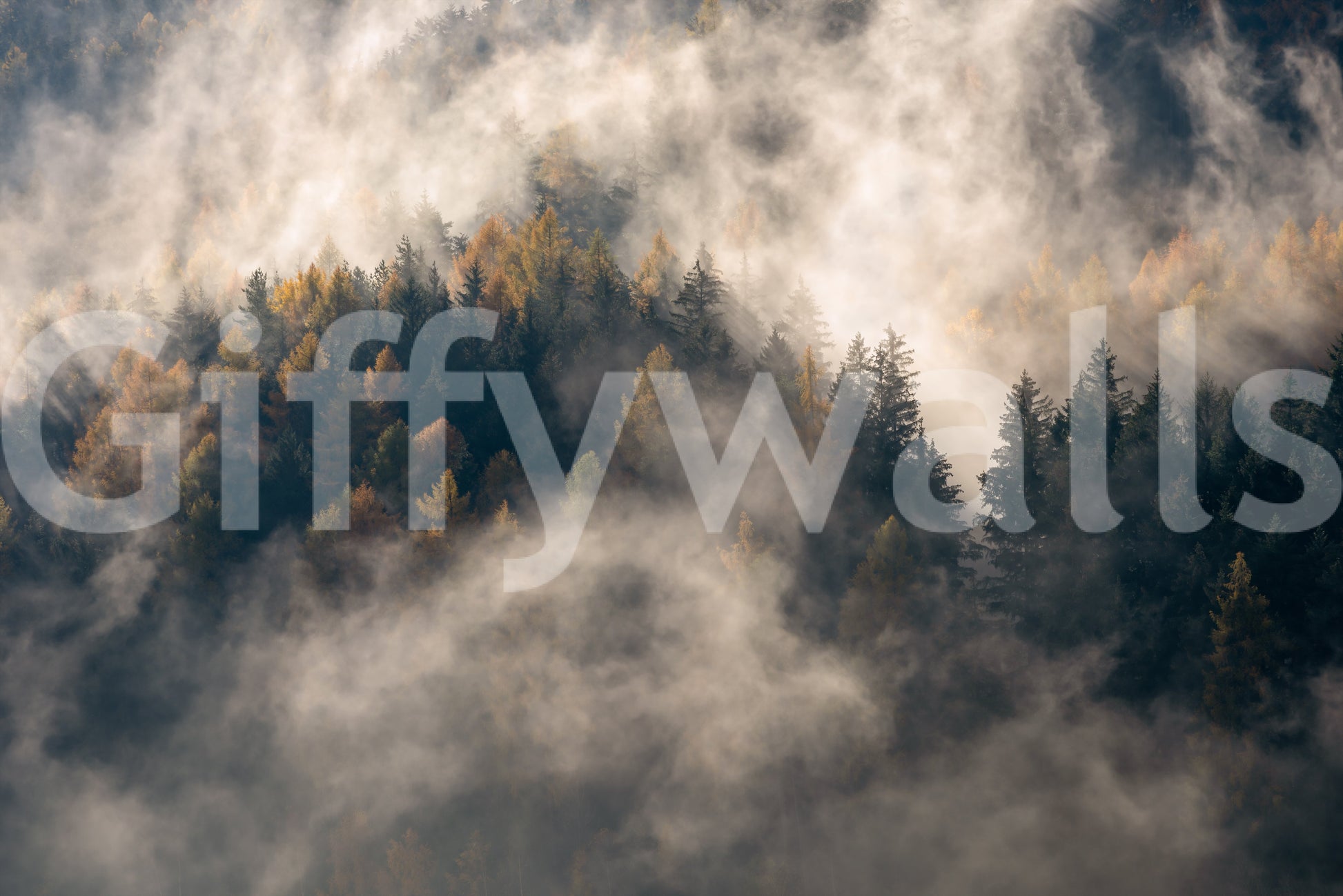 Abstract Misty Woods Serenity woodland photograph, room decor.