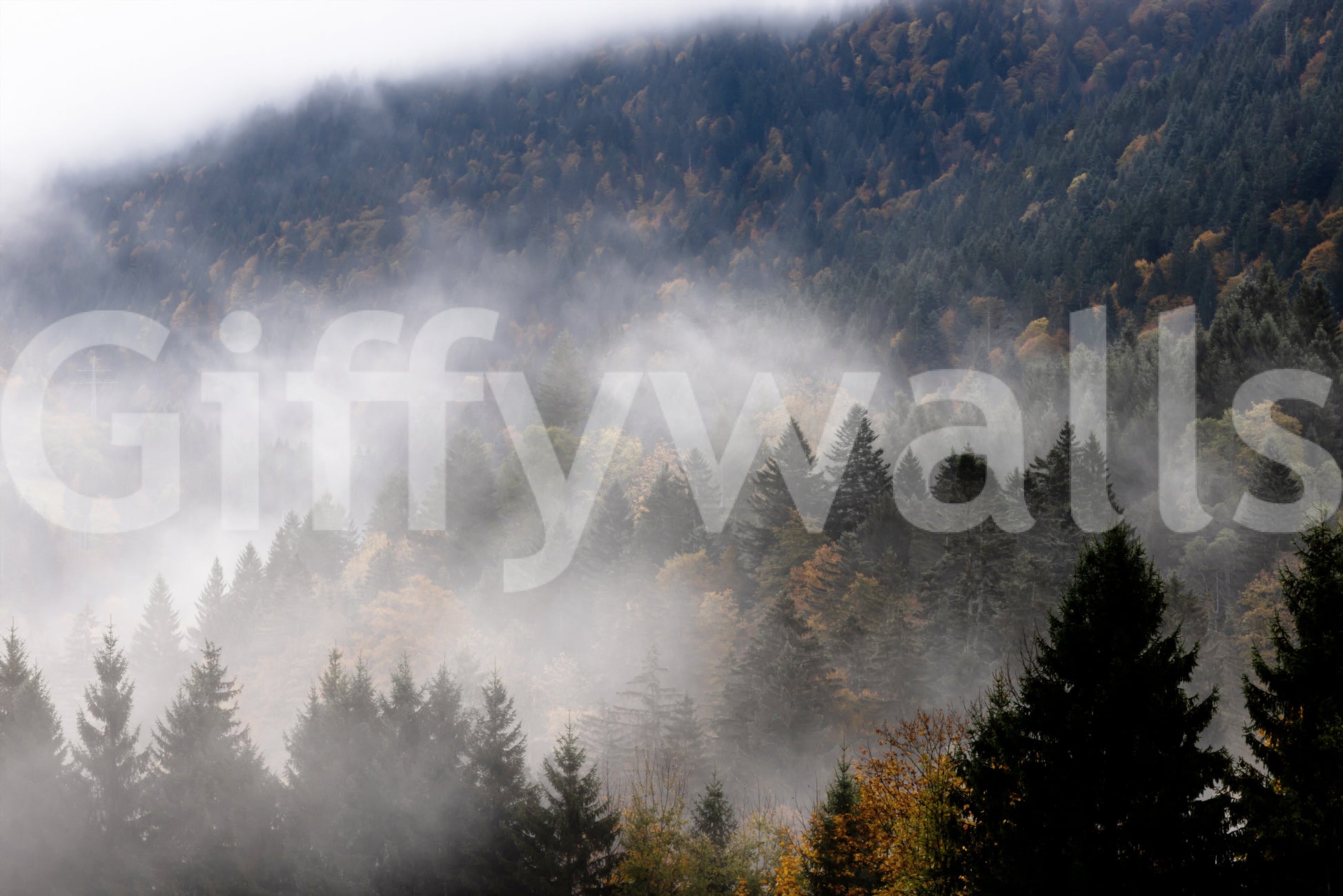 Dramatic Autumn Haze wallpaper, overcast hillside, tall conifers, home decor.