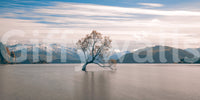 Lake Wanaka Tree Serenity Majestic peak backdrop, famous solitary plant, tranquil setting.