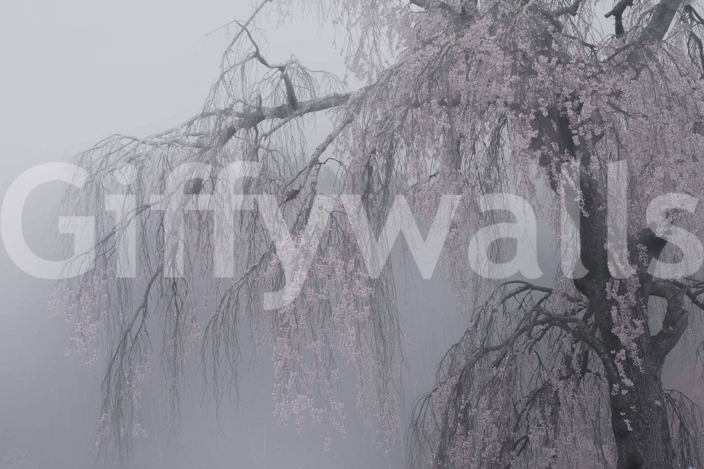 Pastel Whispers of Spring flowering Japanese tree artwork wallpaper.