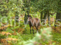 New Forest Nomad, woodland animal, gorgeous green and auburn nature.