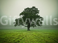 Sublime Ethereal Presence wall mural, peaceful field setting, enduring tree.