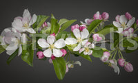 Lifelike Apple Blossom Charm print, blossoming branch background.